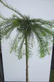 Produktbild: Hochstamm Europäische Hängelärche Puli - Larix decidua - Stamm 80cm + Krone