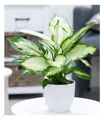 Produktbild: BALDUR Garten 1x Dieffenbachie Camilla, Pflanze im 12 cm-Topf, Dieffenbachia maculata, luftreinigende Zimmerpflanze, unterstützt das Raumklima, Grünpflanze, mehrjährig - frostfrei halten