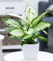 Produktbild: BALDUR Garten Zimmerpflanze Dieffenbachie 'Camilla', 1 St., Dieffenbachia, pflegeleicht