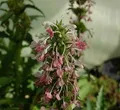 Produktbild: Steppendistel - Morina longifolia