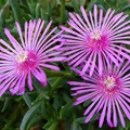 Produktbild: 6 x Stauden Mittagsblume - Delosperma Cooperi Topf 9x9cm: Leuchtend rosa Blüten, wärmeliebend, perfekt für Trockenmauern und sonnige Beete.