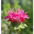 Produktbild: Indianernessel Scorpion - Monarda fistulosa