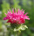 Produktbild: Indianernessel Scorpion - Monarda fistulosa