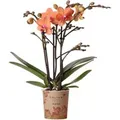 Produktbild: Kolibri Orchids Orange Phalaenopsis Orchidee Mineral Bolzano Topfgröße 9cm