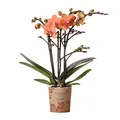 Produktbild: Kolibri Orchids | Orange Phalaenopsis Orchidee - Mineral Bolzano - Topfgröße Ø9cm | blühende Topfpflanze - frisch vom Züchter
