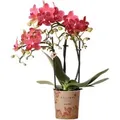 Produktbild: Kolibri Phalaenopsis Orchidee Kongo Topfgröße 9cm Frisch Vom Züchter