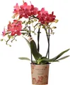 Produktbild: Kolibri Orchids | rote Phalaenopsis-Orchidee - Kongo - Topfgröße Ø9cm | blühende Zimmerpflanze - frisch vom Züchter
