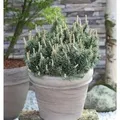 Produktbild: Zwergkiefer Humpy 20-25cm - Pinus mugo