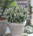 Produktbild: Zwergkiefer Humpy 20-25cm - Pinus mugo