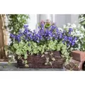 Produktbild: Glechoma Hederacea Gundermann Ca. 9x9 cm Topf
