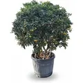 Produktbild: Sunny-Tree Australischer Lorbeer Pittosporum Tobira   Immergrüner Zierstrauch  Winterhart bis −10 °C  150 cm inkl. Topf