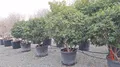 Produktbild: Sunny Tree - Australischer Lorbeer Pittosporum tobira – Immergrüner Zierstrauch – Winterhart bis 10 °C – 180 cm inkl. Topf – Ideal für Garten.