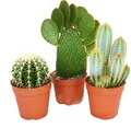Produktbild: 3 verschiedene größere Kakteen im Set, 12cm Topf, ca. 15-28cm hoch