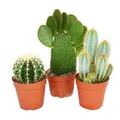 Produktbild: Exotenherz Kaktus 3 verschiedene größere Kakteen im Set, 12cm Topf, ca. 15-28cm hoch
