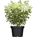 Produktbild: Hydrangea Paniculata Rispenhortensie Limelight S 40-60 cm