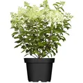 Produktbild: Pflanzen für Dich Gehölze Hydrangea pan. Limelight, 1 St., Rispenhortensie, Hortensie weiß