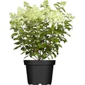 Produktbild: Pflanzen-für-dich.de - Hydrangea Paniculata 'limelight' -s- C 40- 60