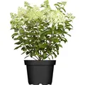 Produktbild: Rispenhortensie Limelight 40-60 cm, im Topf - Hydrangea paniculata - Grün/Weiß/Rosa