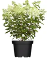Produktbild: Pflanzen für Dich Gehölze Hydrangea pan. Limelight, 1 St., Rispenhortensie, Hortensie
