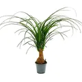 Produktbild: Exotenherz Kleiner Elefantenfuss - Beaucarnea recurvata - Nolina - Zimmerpflanze - 12cm Topf - Stamm
