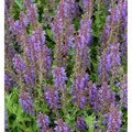 Produktbild: Salbei Rügen - Salvia nemorosa