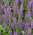 Produktbild: Salbei Rügen - Salvia nemorosa