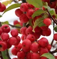 Produktbild: Zierapfel Red Sentinel 60-80cm - Malus Hybride