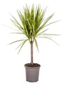 Produktbild: Drachenbaum - Dracaena marginata 