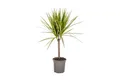 Produktbild: Exotenherz Zimmerpflanze Drachenbaum - Dracaena marginata 