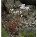 Produktbild: Niedriger Weißer Mauerpfeffer - Sedum album