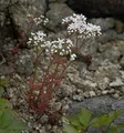Produktbild: Niedriger Weißer Mauerpfeffer - Sedum album - lebende Gartenpflanze aus den Baumschulen