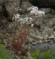 Produktbild: Niedriger Weißer Mauerpfeffer - Sedum album