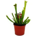 Produktbild: Exotenherz Schlauchpflanze Sarracenia Leucophylla Fleischfressende Pflanze 9cm Topf