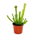 Produktbild: Exotenherz Schlauchpflanze - Sarracenia leucophylla - Fleischfressende Pflanze - 9cm Topf