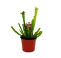 Produktbild: Exotenherz Zimmerpflanze Schlauchpflanze Sarracenia leucophylla - Fleischfressender 9cm Topf