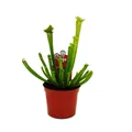 Produktbild: Schlauchpflanze - Sarracenia leucophylla - Fleischfressende Pflanze - 9cm Topf