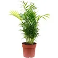 Produktbild: Value Greens Bergpalme Chamaedorea  Tropische Zimmerpflanze  Pflegeleicht  65 cm Hoch  Topf-Ø 17 cm
