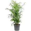 Produktbild: Bergpalme - pflegeleichte Zimmerpflanze, Chamaedorea elegans - Höhe ca. 70 cm, Topf-Ø 17 cm