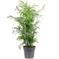 Produktbild: Bergpalme - pflegeleichte Zimmerpflanze, Chamaedorea elegans - Höhe ca. 70 cm, Topf-Ø 17 cm