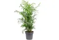 Produktbild: Flowerbox Zimmerpflanze Bergpalme - Chamaedorea elegans, pflegeleicht - Höhe ca. 70 cm, Topf-Ø 17 cm