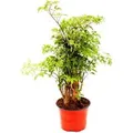 Produktbild: Exotenherz Fiederaralie Polyscias Fruticosa Pflegeleichte Zimmerpflanze mit Stamm 12cm Topf