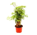 Produktbild: Exotenherz Zimmerpflanze Fiederaralie Polyscias fruticosa Zimmerpflanze mit Stamm 12cm Topf