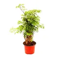 Produktbild: Fiederaralie - Polyscias fruticosa - Zimmerpflanze mit Stamm - 12cm Topf