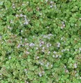 Produktbild: Korsische Minze - Mentha requienii - lebende Gartenpflanze aus den Baumschulen