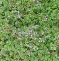 Produktbild: Korsische Minze - Mentha requienii