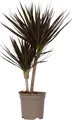 Produktbild: Drachenbaum - Dracaena marginata 'Magenta' - Höhe 70-80cm - 17cm
