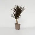 Produktbild: Plant in a Box - Drachenbaum - Dracaena marginata 'Magenta' - Höhe 70-80cm - Topf 17cm