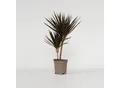 Produktbild: Plant in a Box - Drachenbaum - Dracaena marginata 'Magenta' - Höhe 70-80cm - Topf 17cm