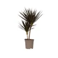 Produktbild: Plant in a Box - Dracaena Marginata Magenta - Drachenbaum - Zimmerpflanze - Topf 17cm - Höhe 70-80cm