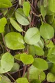 Produktbild: Muehlenbeckia axillaris, Kriechende Schönfrucht, ca. 9x9 cm Topf